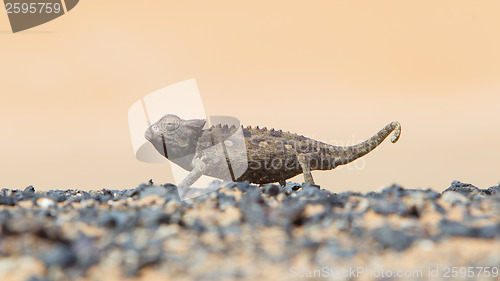 Image of Namaqua Chameleon hunting in the Namib desert