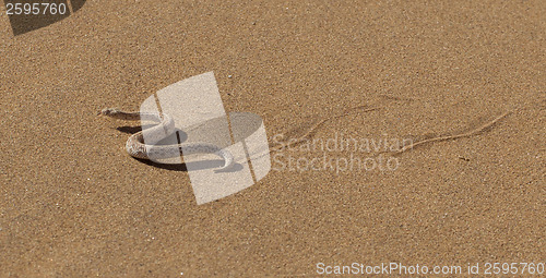 Image of Young dune adder or sidewinder snake with trail