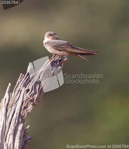 Image of Swallow Sand Martin (Riparia riparia)