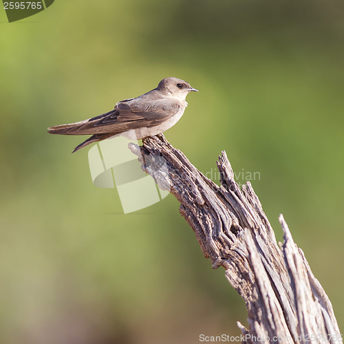 Image of Swallow Sand Martin (Riparia riparia)