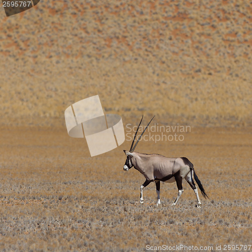 Image of Gemsbok antelope (Oryx gazella)