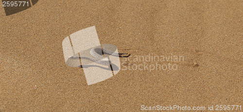 Image of Young dune adder or sidewinder snake with trail