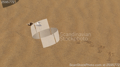 Image of Young dune adder or sidewinder snake with trail