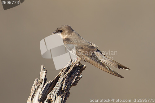 Image of Swallow Sand Martin (Riparia riparia)