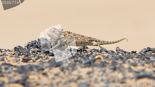 Image of Namaqua Chameleon hunting in the Namib desert