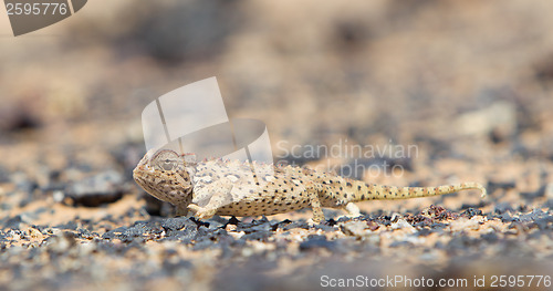 Image of Namaqua Chameleon hunting in the Namib desert