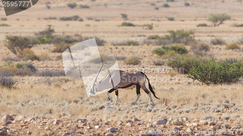 Image of Gemsbok antelope (Oryx gazella)