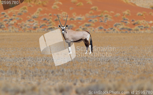 Image of Gemsbok antelope (Oryx gazella)