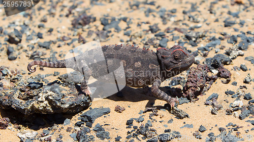 Image of Namaqua Chameleon hunting in the Namib desert