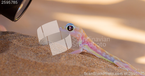 Image of Palmatogecko (Pachydactylus rangei), also known as Web-footed Ge