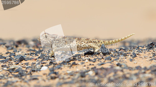 Image of Namaqua Chameleon hunting in the Namib desert