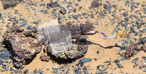 Image of Namaqua Chameleon hunting in the Namib desert