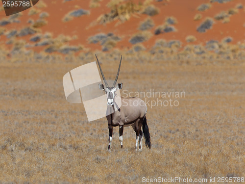 Image of Gemsbok antelope (Oryx gazella)