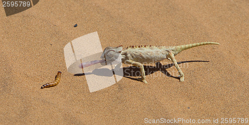 Image of Namaqua Chameleon hunting in the Namib desert