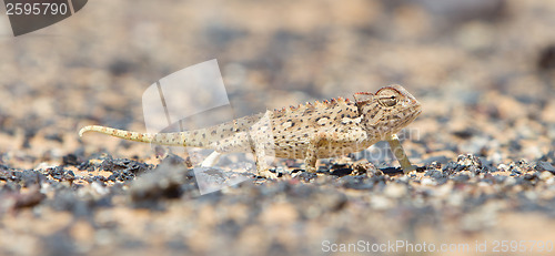 Image of Namaqua Chameleon hunting in the Namib desert