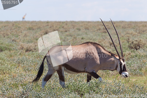 Image of Gemsbok antelope (Oryx gazella)