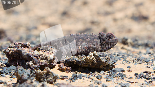 Image of Namaqua Chameleon hunting in the Namib desert