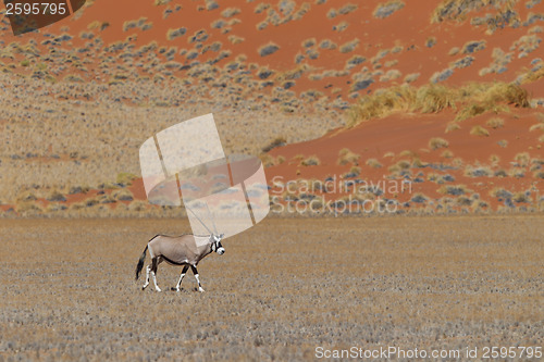 Image of Gemsbok antelope (Oryx gazella)