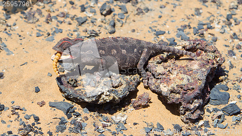 Image of Namaqua Chameleon hunting in the Namib desert