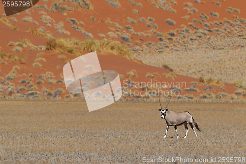 Image of Gemsbok antelope (Oryx gazella)