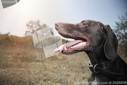 Image of German pointer