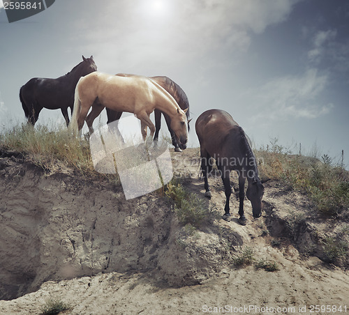 Image of Four horses at the slope