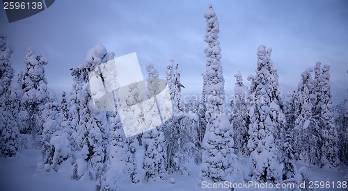 Image of Sunset in winter forest