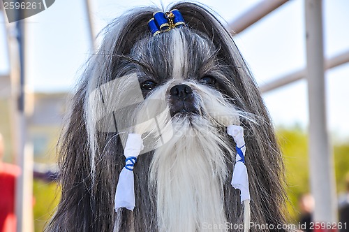 Image of At the dog show