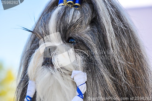 Image of At the dog show