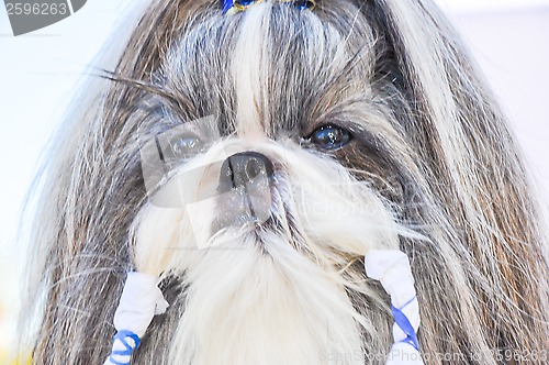 Image of At the dog show