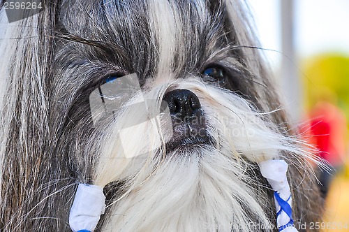 Image of At the dog show