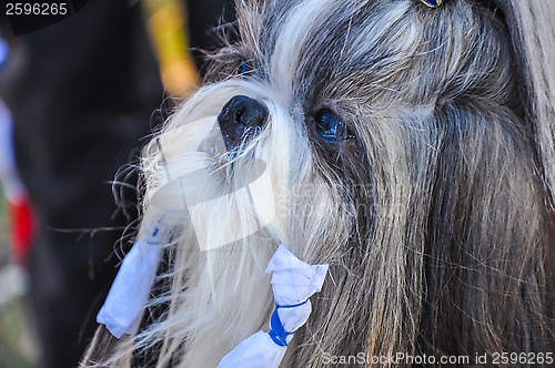 Image of At the dog show