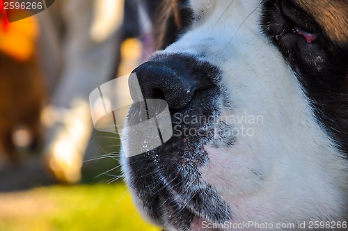 Image of At the dog show