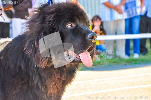 Image of At the dog show