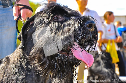 Image of At the dog show