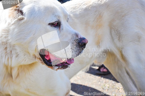 Image of At the dog show