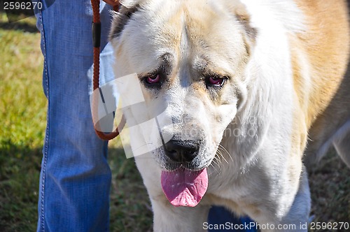 Image of At the dog show