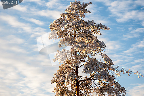 Image of Trees in winter