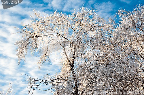 Image of Trees in winter