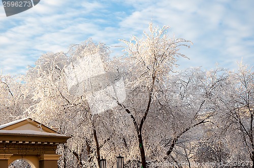 Image of Trees in winter