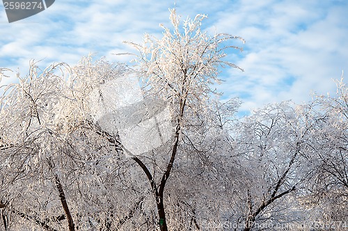 Image of Trees in winter