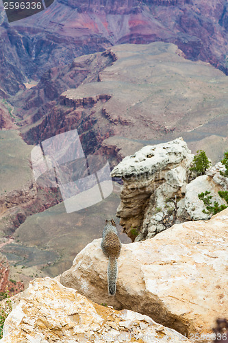 Image of Grand Canyon Squirrel