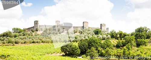 Image of Wineyard in Tuscany