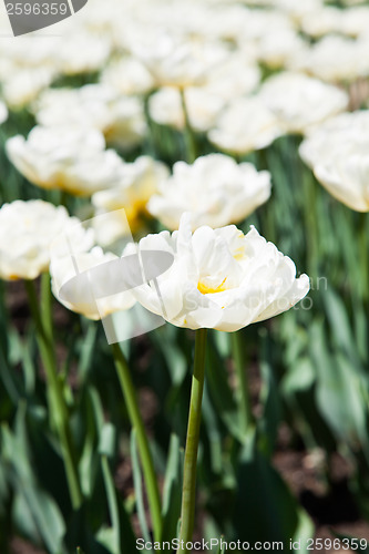 Image of Casablanca tulip