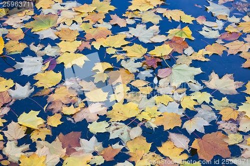 Image of Autumn
