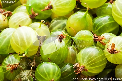 Image of Gooseberries