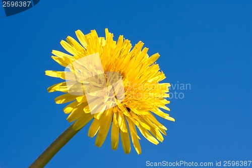 Image of Dandelion