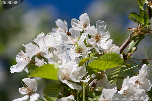 Image of Apple flowers