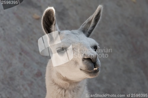 Image of Llama