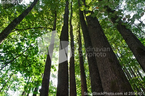 Image of Green forest